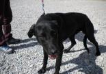 labrador mâle adoption refuge spa sud alpine gap veynes paca hautes alpes