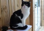 chat chien noir et blanc gap veynes adoption spa sud alpine