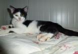 chaton calimero adoption refuge gap spa sud alpine