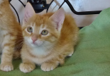 chaton roux adoption refuge hautes-alpes spa sud alpine