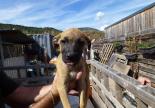 chiot adoption gap veynes hautes alpes paca spa sud alpine