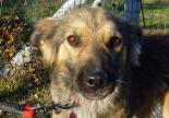 chien adoption réunio royal bourbon pac hautes alpes spa sud alpine