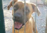 chien boxer refuge spa hautes-alpes chenil adoption 