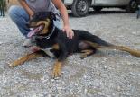 chien beauceron adoption refuge spa sud alpine paca hautes-alpes