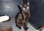 chaton noir adoption refuge gap veynes spa sud alpine hautes alpes paca