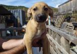 chiots adoption refuge gap veynes hautes alpes paca spa sud alpine