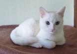 chaton blanc femelle adoption refuge spa sud alpine hautes alpes region paca