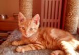 chaton roux adoption refuge gap hautes alpes paca spa sud alpine 