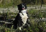 adoption chien border collie refuge hautes alpes paca spa sud alpine 