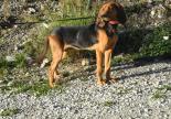 adoption chien bruno du jura refuge gap veynes hautes alpes paca spa sud alpine