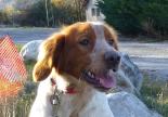 chien epagneul breton adoption spa sud alpine gap veynes hautes alpes paca