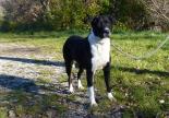 chien braque adoption refuge paca spa sud alpine veynes gap hutes alpes