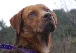 chien adoption refuge hautes alpes paca noir et feu griffon