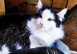 adoption chaton chat angora spa sud alpine gap veynes paca