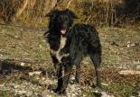 chien border collie adoption gap hautes alpes paca refuge spa sud alpine