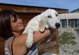 adoption chien croisé golden refuge veynes gap hautes alpes paca 