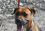 chien boxer femelle adoption spa sud alpine paca refuge veynes gap