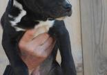chiot bull terrier refuge adoption hautes alpes