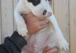 chiot bull terrier refuge adoption hautes alpes