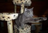 chartreux adoption gap hautes alpes region paca