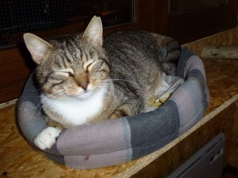 Chat hautes pyrenees