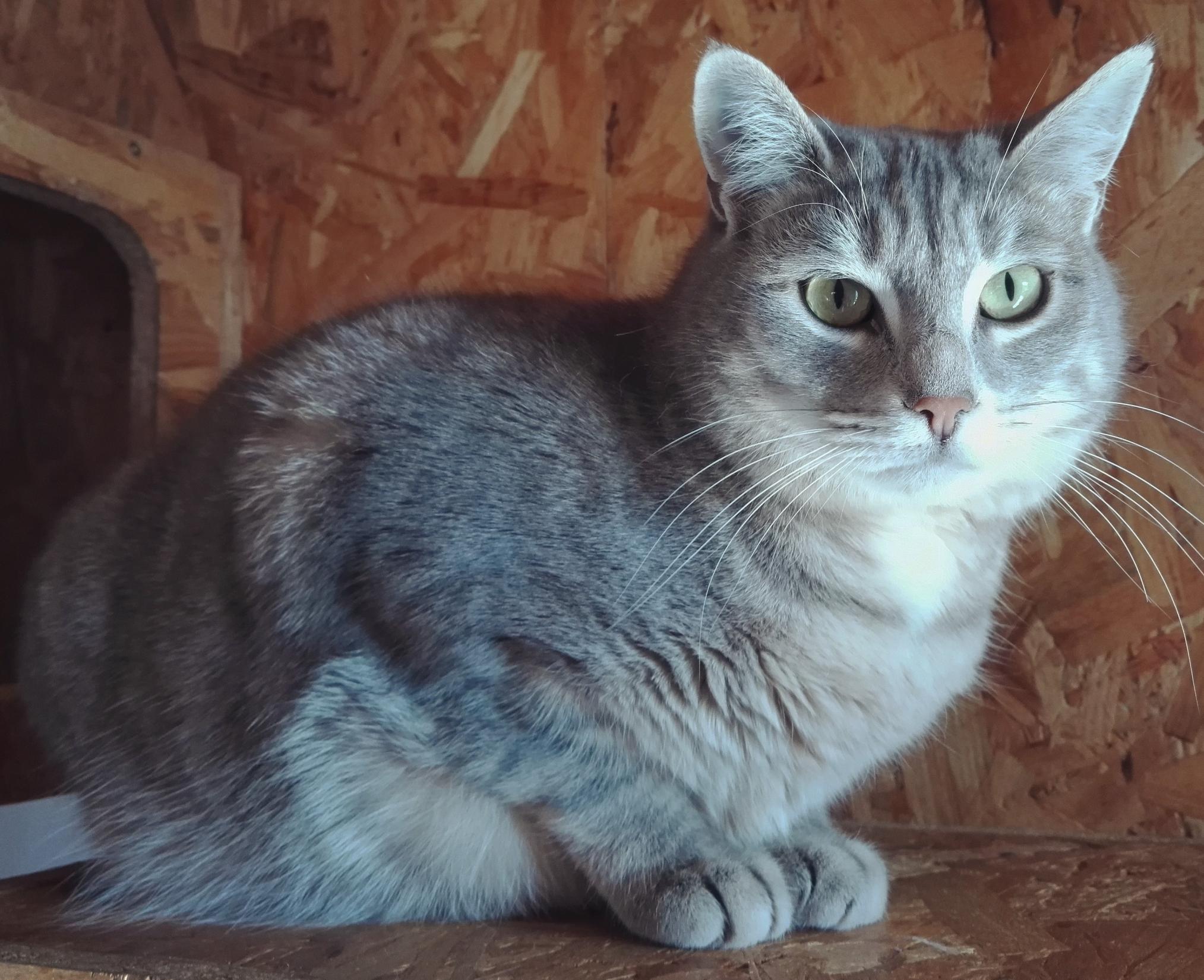 Chat hautes pyrenees