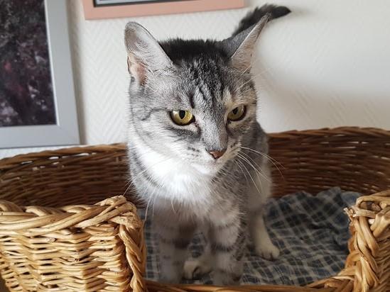 Chat hautes pyrenees