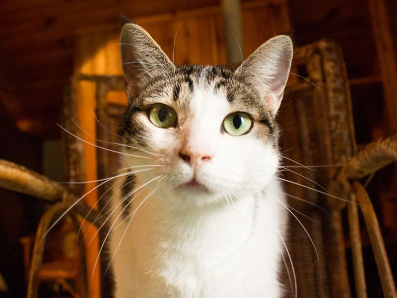 Chat hautes pyrenees
