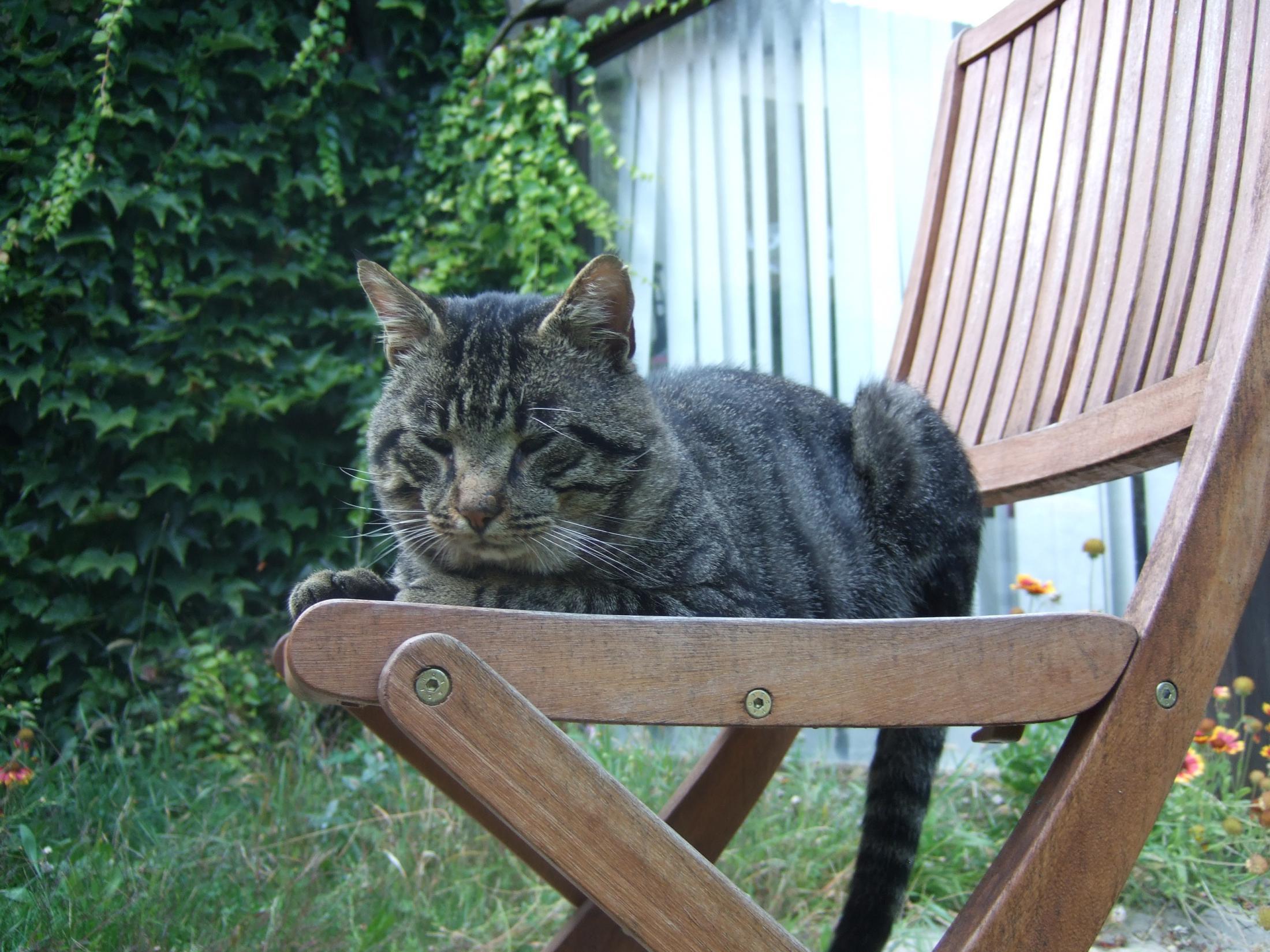 Chat hautes pyrenees